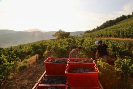 Visite de cave des vins de... 2