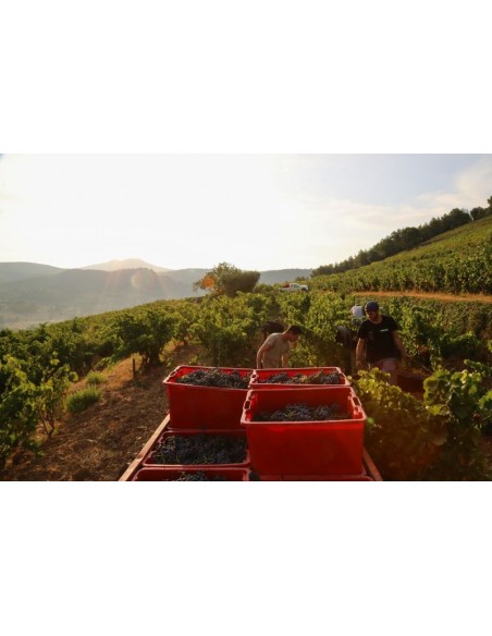Visite de cave des vins de Bandol