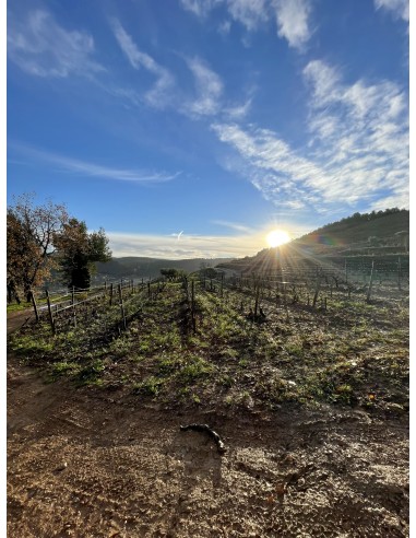 Pique-nique dans les vignes