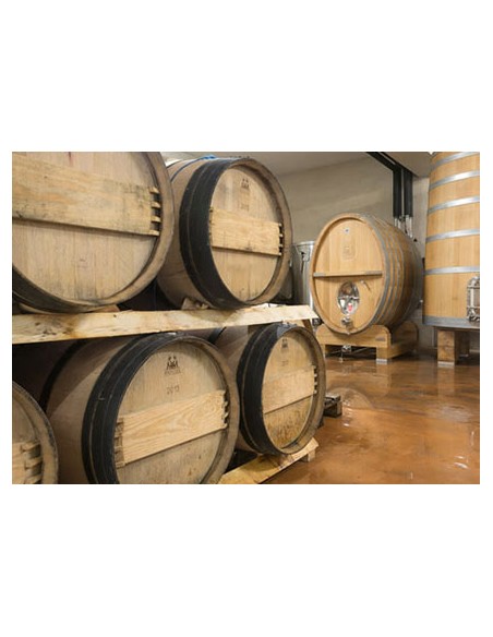 Visite de cave des vins de Bandol