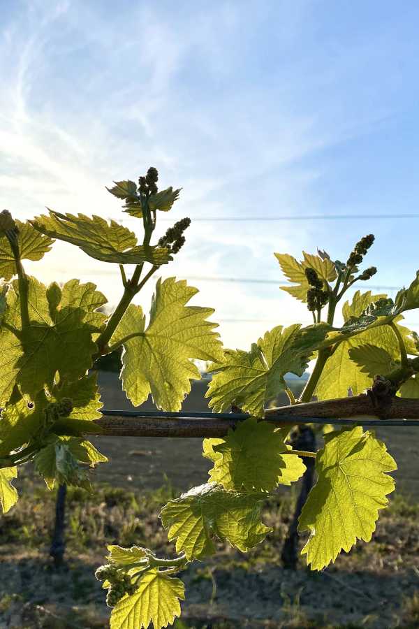 Feuilles de vignes du vignoble de La Font des Pères pour la fabrication de vin blanc de Bandol