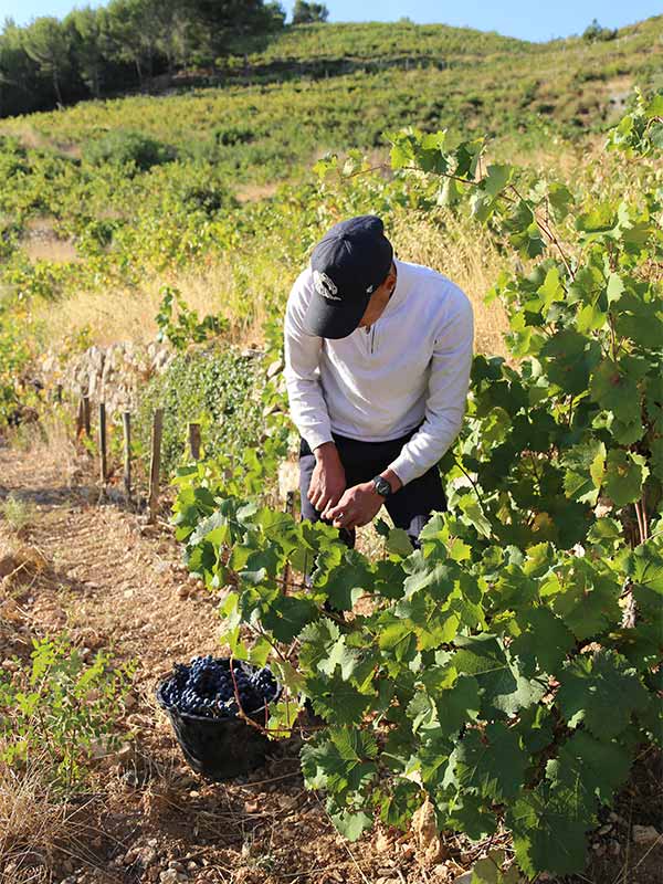 homme travaillant dans les vignes