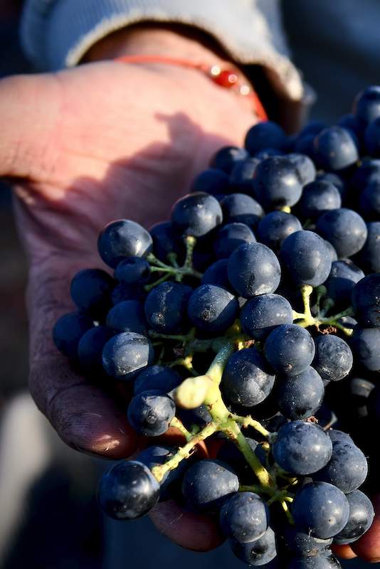 Vigne de raisin noir de Bandol