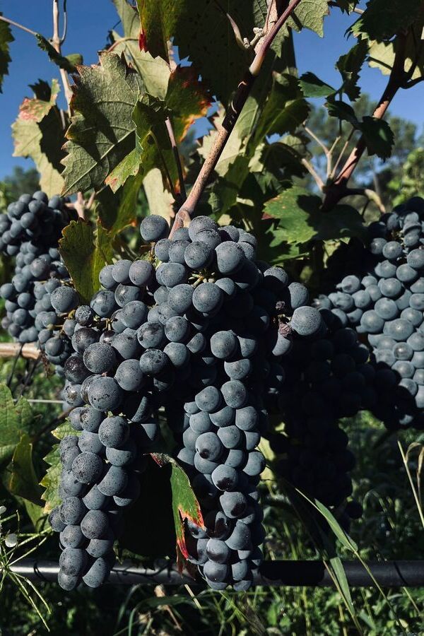 Vigne de raisin noir de Bandol