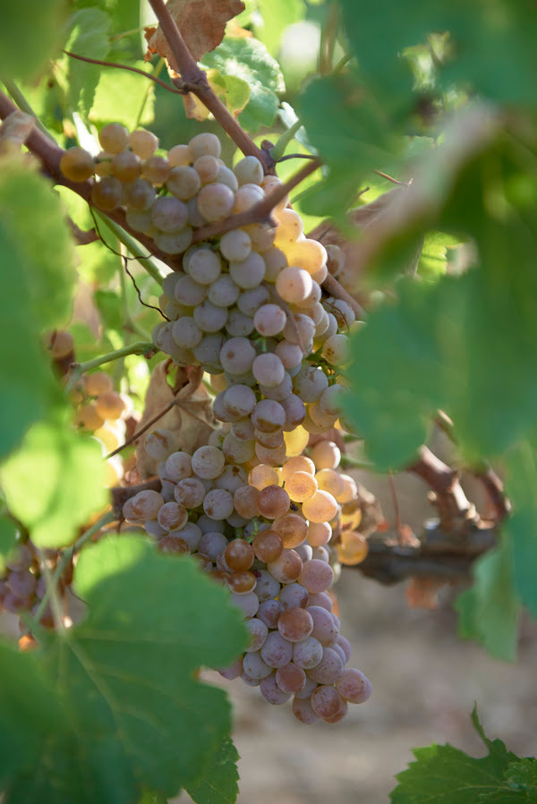 Vigne de raisin noir de Bandol