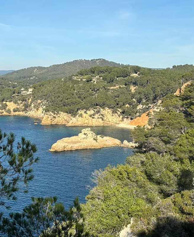 Vigne de raisin noir de Bandol