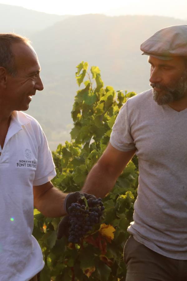 Travailleurs pour les vendanges de vin de Bandol