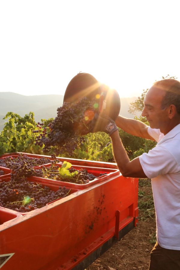 Homme réalisant des vendanges d'un vin bio