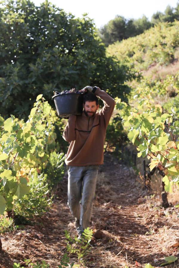 Homme ramassant  du raisin dans les vignes de Bandol