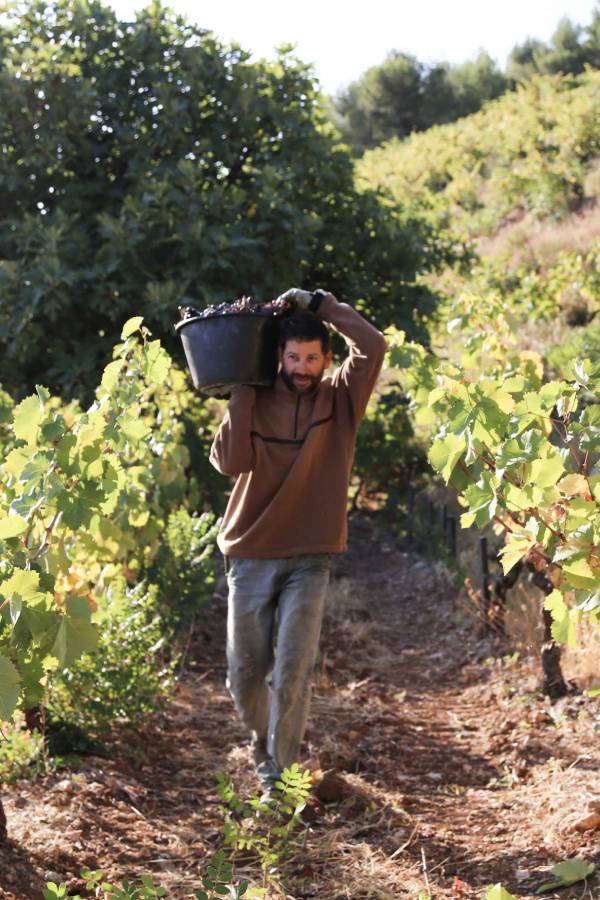 Vendanges d'un vin bio dans un vignoble de Bandol