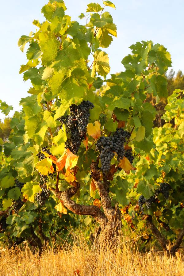 Vigne de raisin noir de Bandol