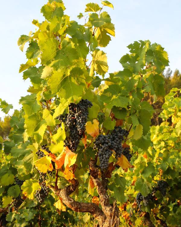 Vigne de raisin noir de Bandol