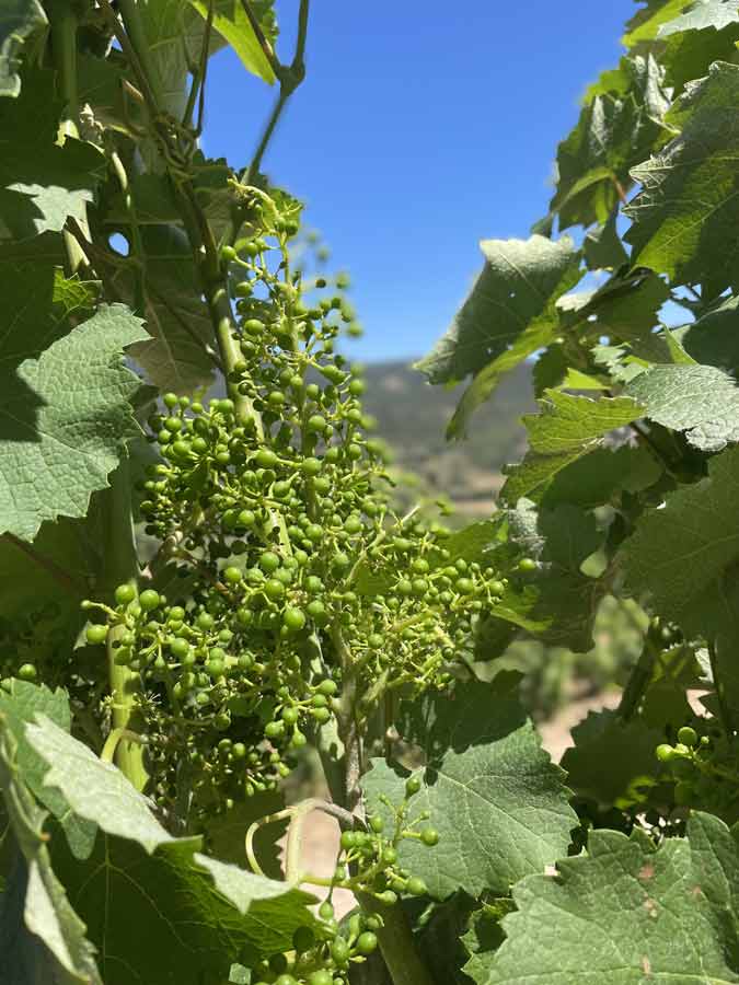 Bouteille de vin rouge de Bandol