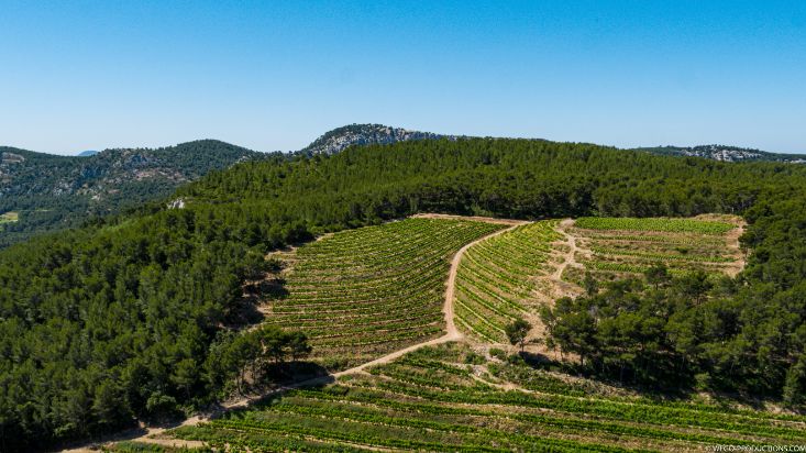 vignes à Bandol