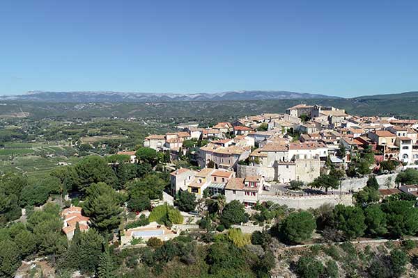 Vigne de raisin noir de Bandol