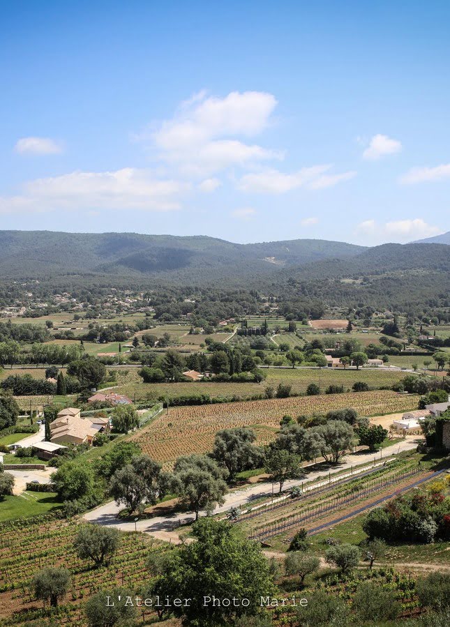 Vigne de raisin noir de Bandol