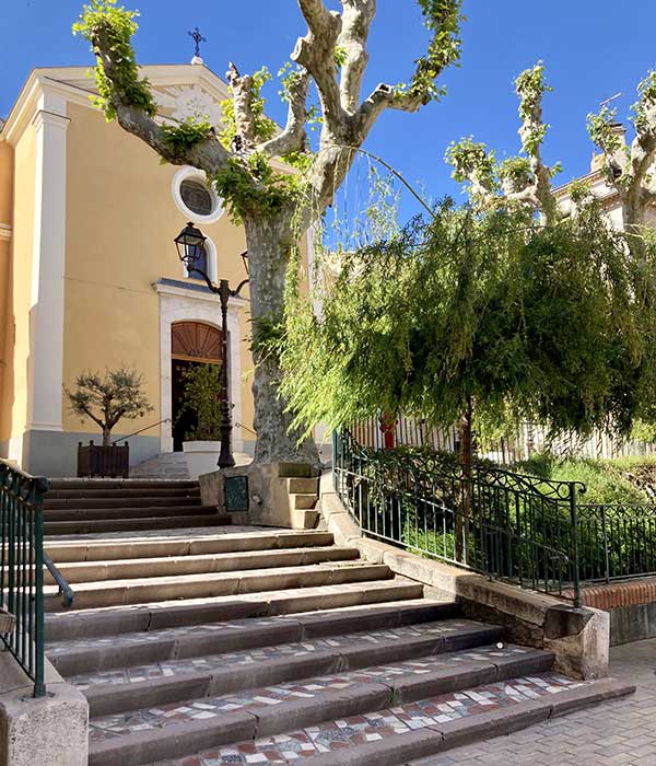 Vigne de raisin noir de Bandol