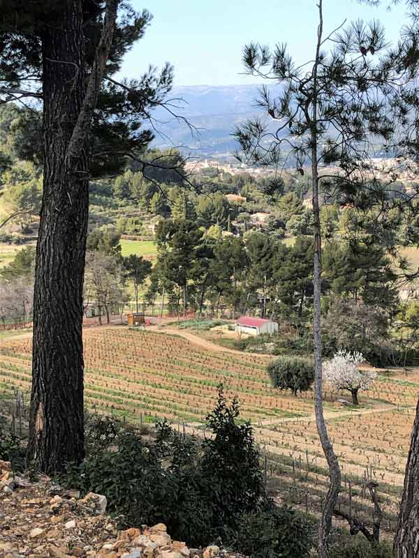 Bouteille de vin rouge de Bandol