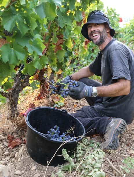 Vendanges la Font des Pères
